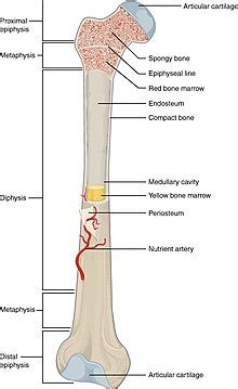 bones wikipedia